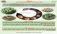 سن گندم مخرب ترین آفت محصول استراتژیک گندم 