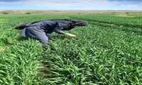 بازدید از طرح مقایسه‌ای PVS ارقام گندم و جو در شهرستان مانه و بررسی تاثیر علف کش