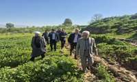 در جریان سفر یک‌روزه رئیس سازمان جهاد کشاورزی خراسان شمالی به شهرستان مانه، مجموعه‌ای از بازدیدهای میدانی با هدف بررسی وضعیت کشت، زیرساخت‌های آبی، روند مبارزه با آفات و ظرفیت‌های تولیدی منطقه انجام شد.
