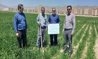 بازدید اکیپ شبکه مراقبت شهرستان از مزارع 