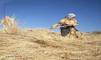 تسریع در پرداخت بیمه فراگیر گندم و گسترش پوشش بیمه‌ای مزارع در خراسان شمالی