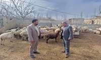 ساماندهی اطلاعات دامداری‌های شهر شوقان به‌منظور تخصیص عادلانه نهاده‌های دامی