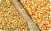 تسهیلات ویژه برای خرید نهاده به مرغداران خراسان شمالی اعطا می‌شود