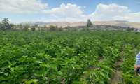 تامین و توزیع نهال توت توسط سازمان جهاد کشاورزی خراسان شمالی