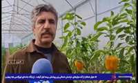  تولید فلفل‌های رنگی با فناوری هیبریدی در شهرستان فاروج 
