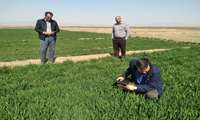 رشد مطلوب گیاهان در مزارع امیرآباد جاجرم