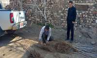 آغاز حمل و توزیع 1600 اصله نهال توت در سطح شهرستان جاجرم