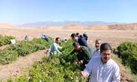 آغاز برداشت گل محمدی در سنخواست ؛ عطر بهار در باغ‌های شهرستان جاجرم