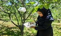 بررسی تله های فرمونی 