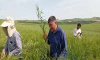 پایش میدانی مزارع دیم در روستاهای مرزی؛ هشدار نسبت به شیوع بیماری زنگ زرد گندم