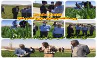 بازدید از سطح سبز و رصد آفات و بیماری مزارع گندم و کلزا-روستاهای شهرستان بجنورد و مانه وسملقان