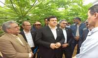 بازدید مدیر عامل بانک کشاورزی کشور از شهرک گلخانه ای امام رضا