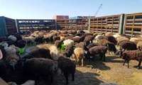 خرید حمایتی 2 هزار و 100 راس دام سبک زنده از دامداران خراسان‌شمالی
