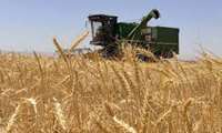 افزایش قیمت خرید گندم موجب اشتیاق گندم کاران خراسان شمالی برای تولید بیشتر محصول شد