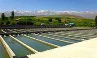 لزوم تکثیر تخم بچه ماهی اصلاح شده برای قطع وابستگی