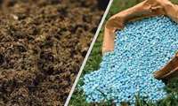 خرید 54 درصدی کود شیمیایی شرکت خدمات حمایتی کشاورزی توسط تعاونی ها