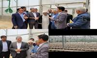 بازدید وزیر جهاد کشاورزی از شهرک گلخانه ای امام رضا (ع)