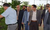 بازدید دکتر نیازی معاون وزیر جهاد کشاورزی در امور آب و خاک از گلخانه فوق پیشرفته هیدروپونیک شیرغانی در شهرستان شیروان