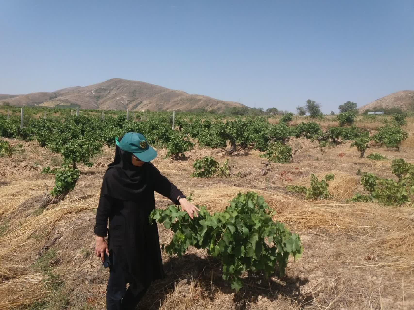 بازدید تاکستان ها 