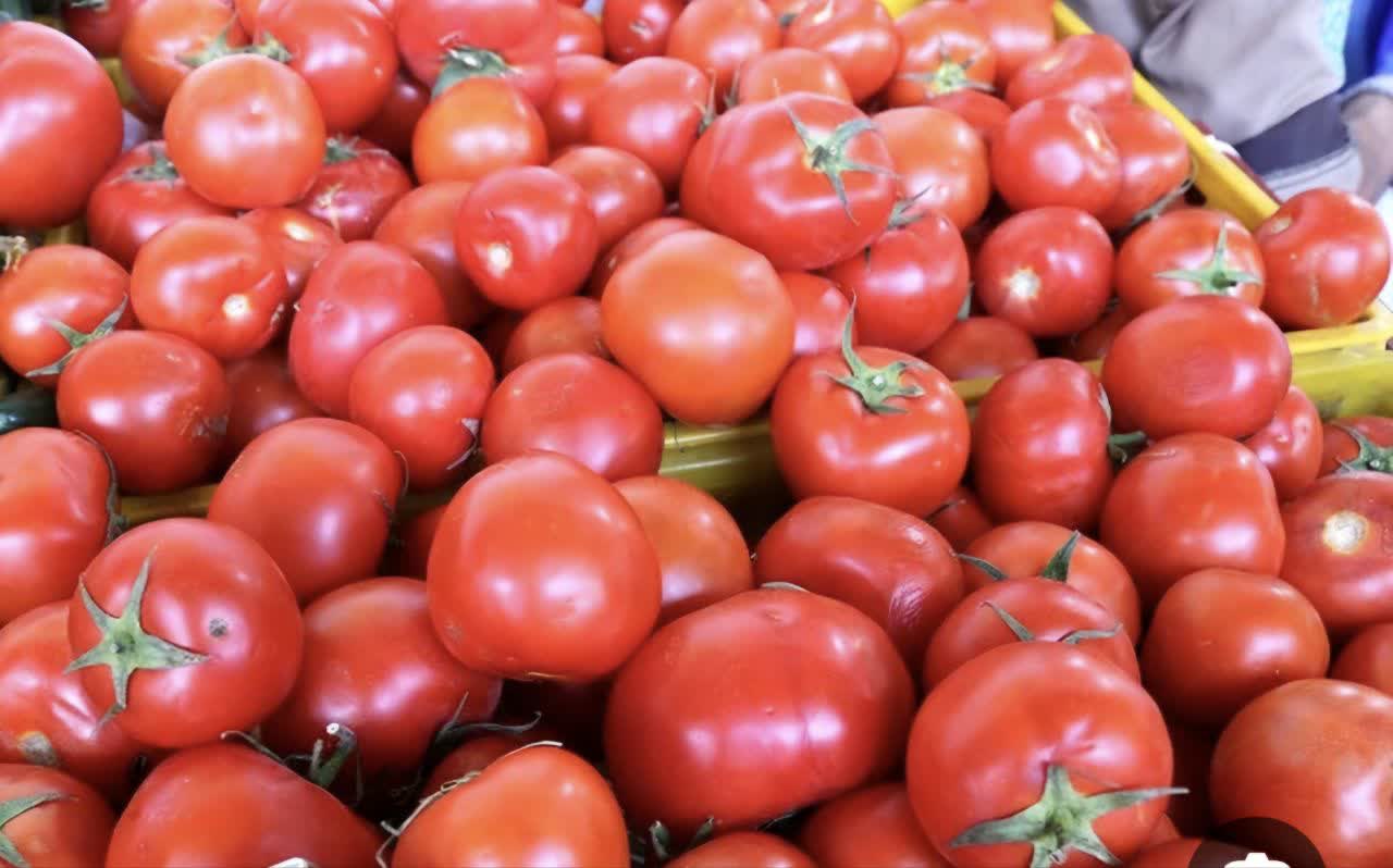 پیش‌بینی برداشت ۶۹ هزار تن گوجه‌فرنگی از مزارع خراسان شمالی