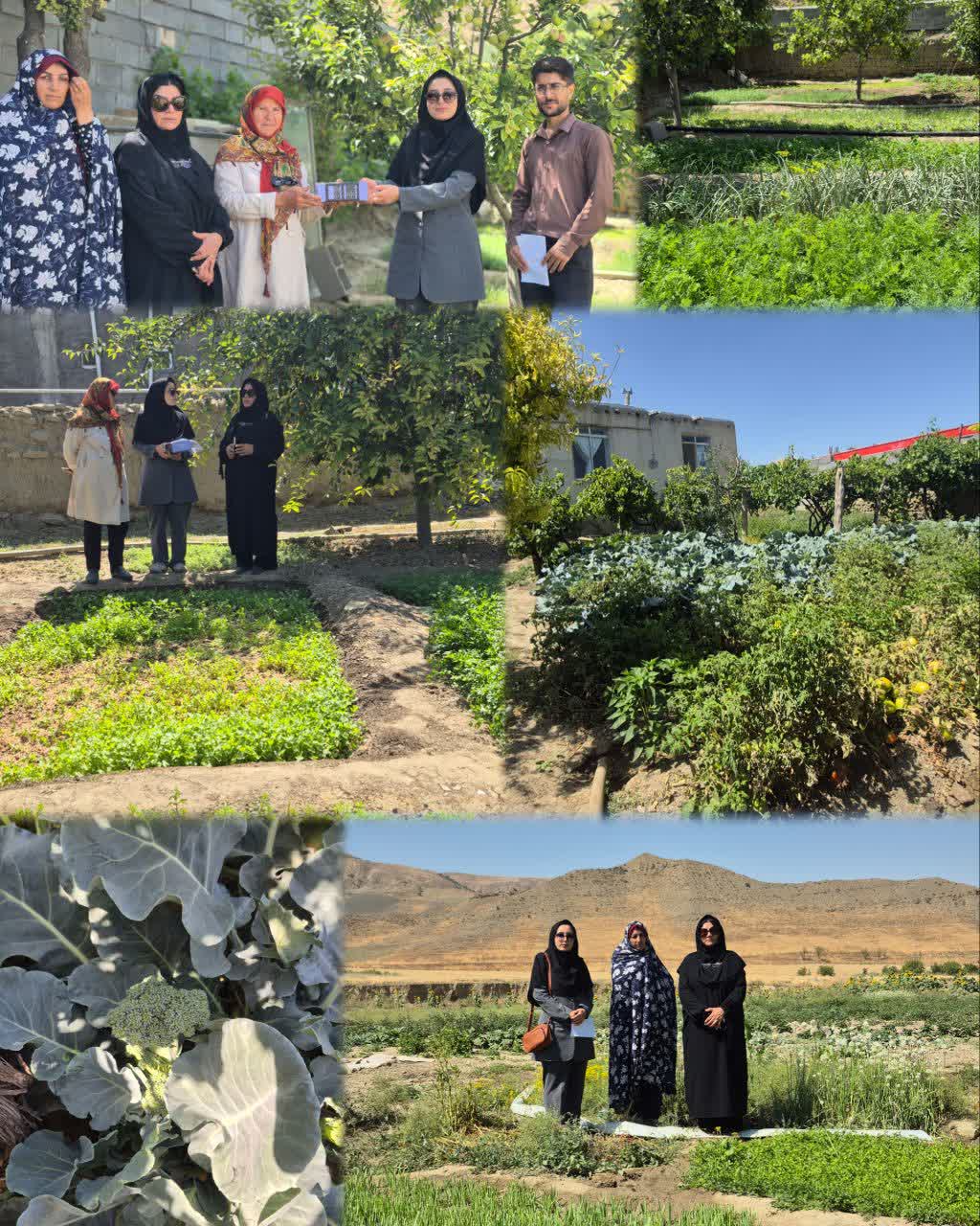 بازدید از باغچه های سلامت ویژه زنان روستایی در بخش مرکزی شهرستان رازوجرگلان